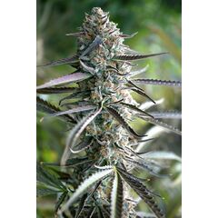 Pineapple Chem Auto, Фасовка: 3